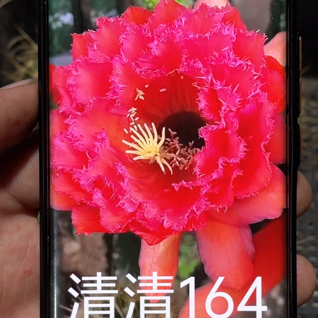 毛 清清164侧芽 歪 满20包邮5公分 有斑点