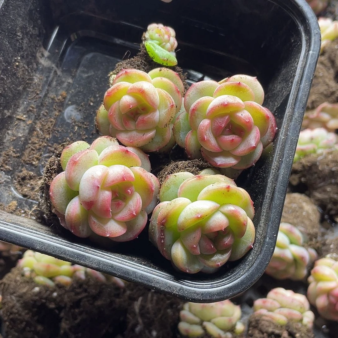 多****富豆包珍妮一物一拍151