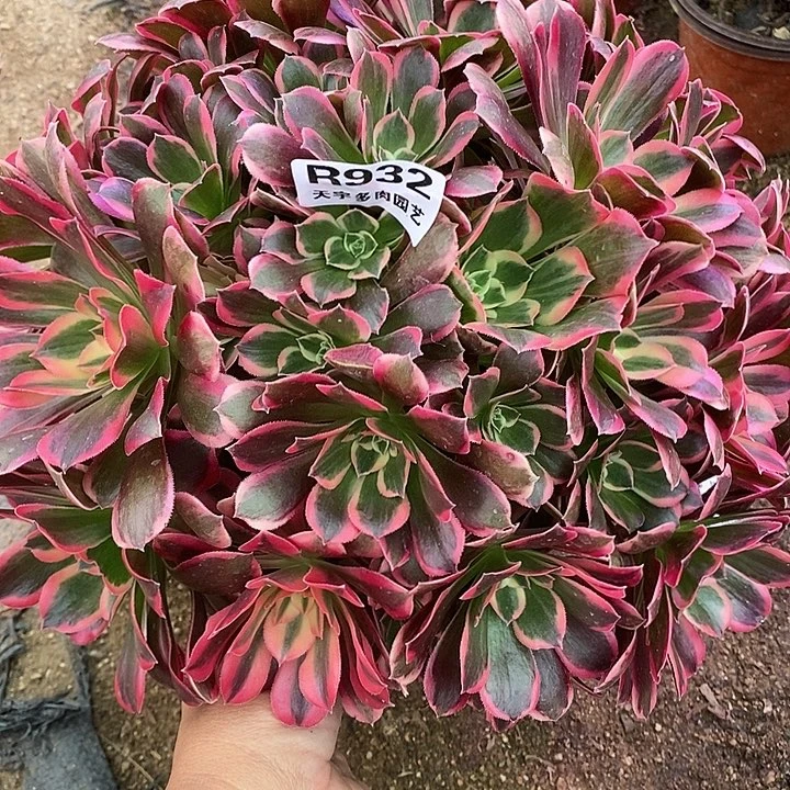 多肉植物皇后932多肉