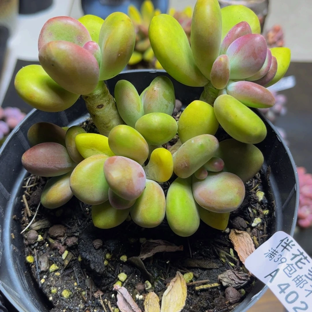 402芒果奶11厘米多肉