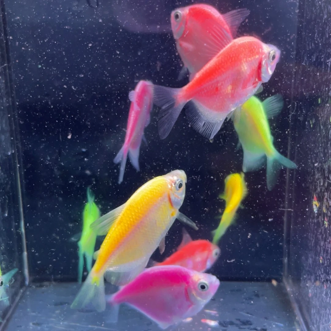 荧光天使鱼天使10个 无白