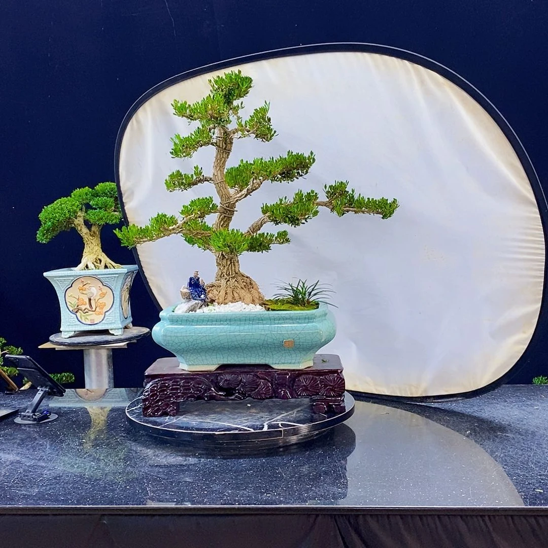 无花朵黄杨盆景造型