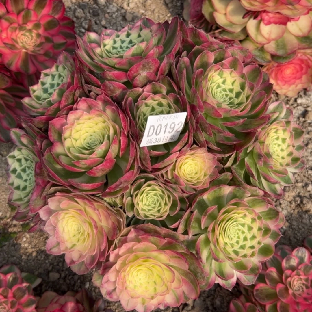 【闪购商品】192玉姿多肉