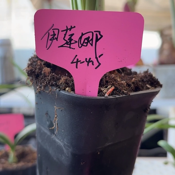 无花朵伊莲娜直径4-4.5