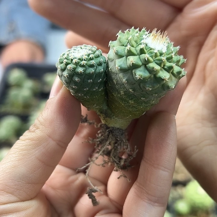 实生双头菊水3.5公分带盆