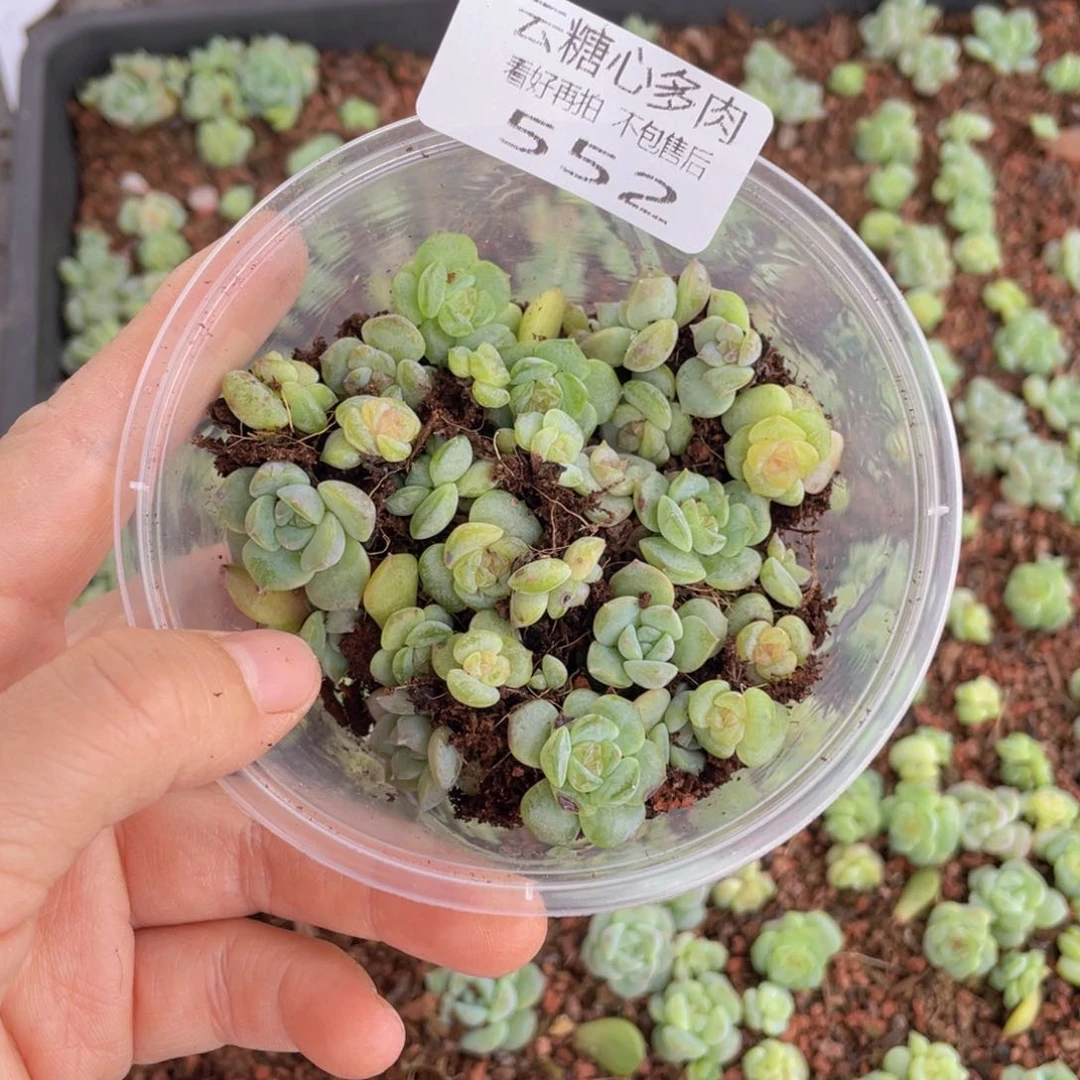 云糖心多肉植物552