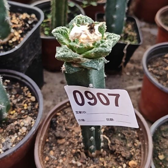 牡丹秀普苗接福907