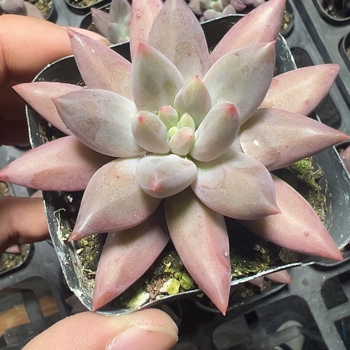 红蜻蜓精品多肉植物