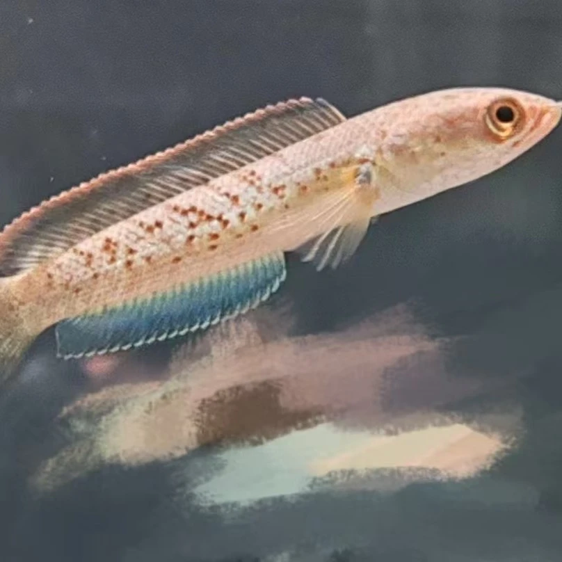 蓝宝石鬼王雷龙鱼