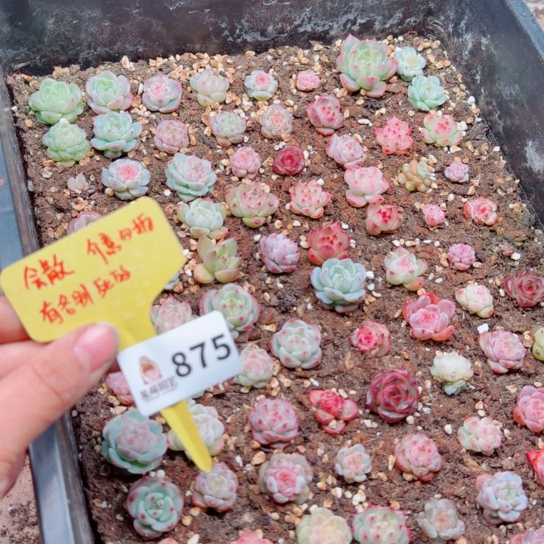 多肉植物多肉植物