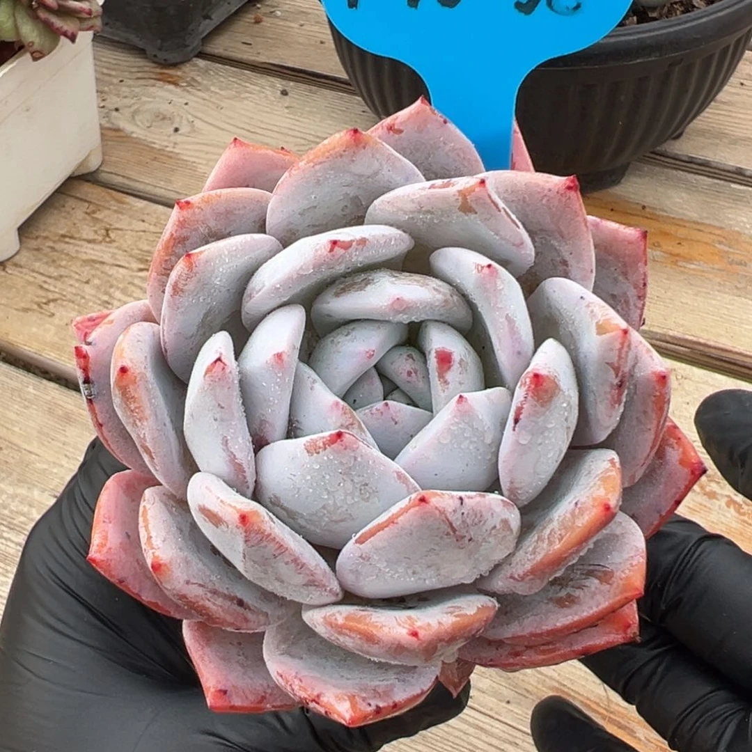 1-16-58嫦娥多肉植物