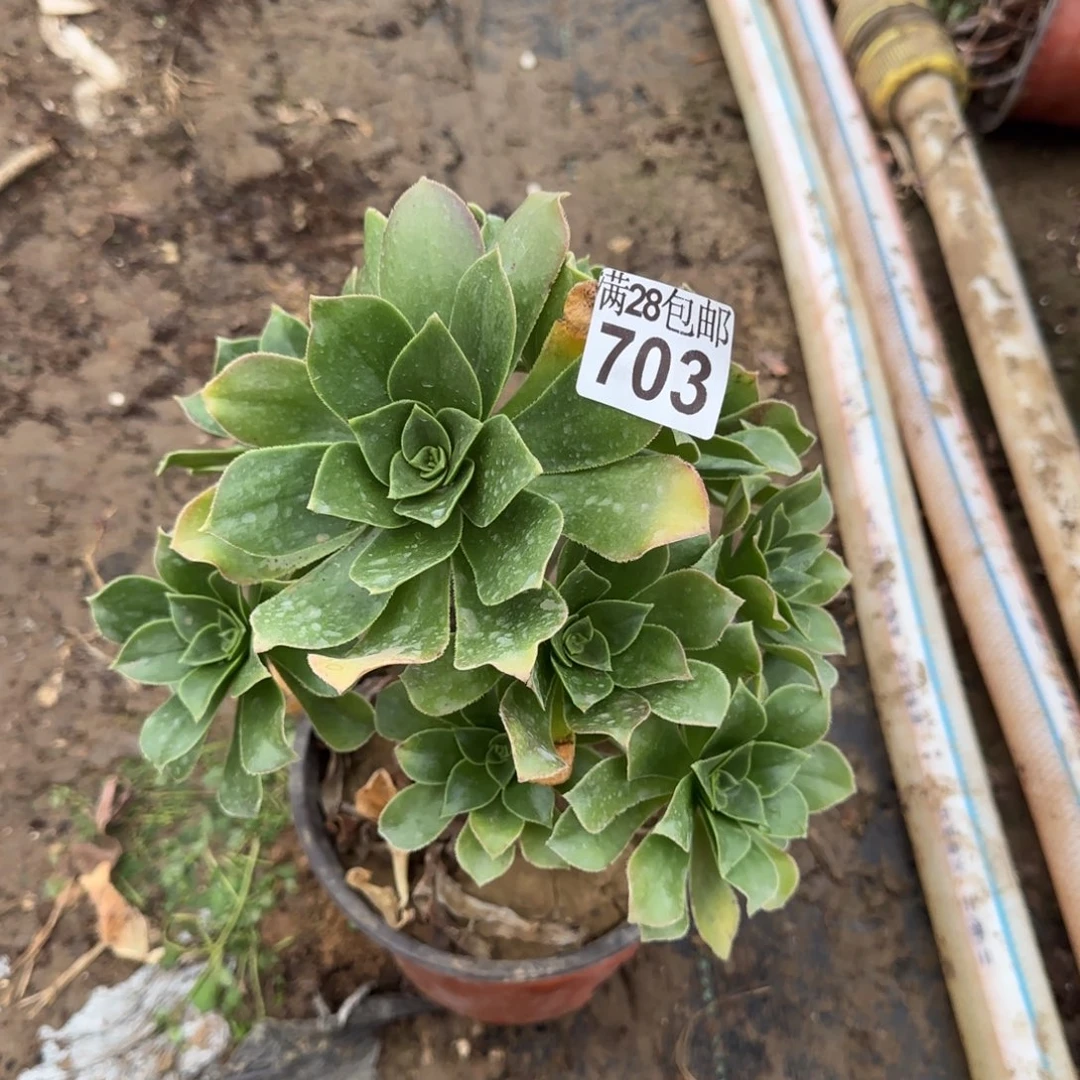 香腹多肉703满28包邮断枝不包