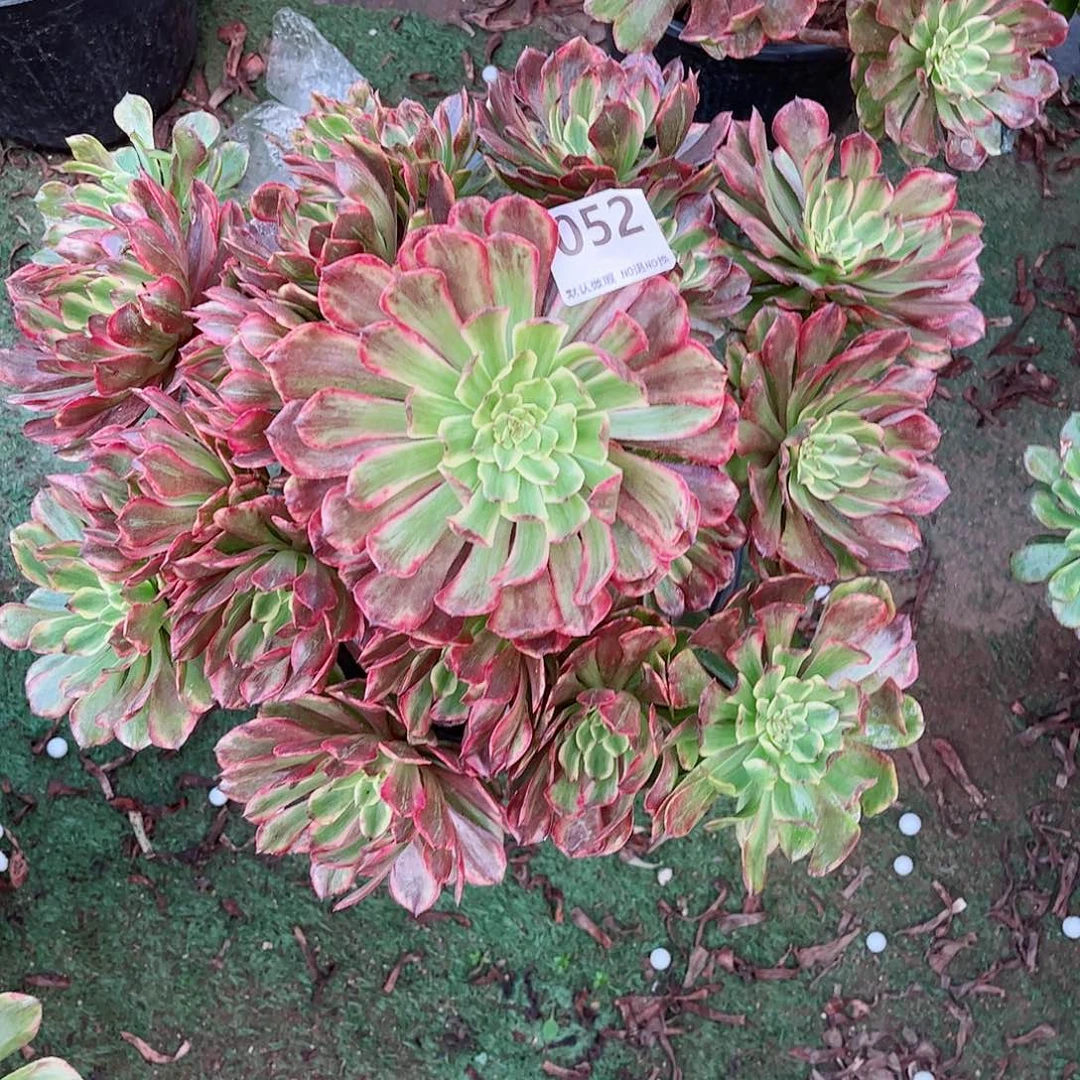 无花朵多肉植物奥黛丽052