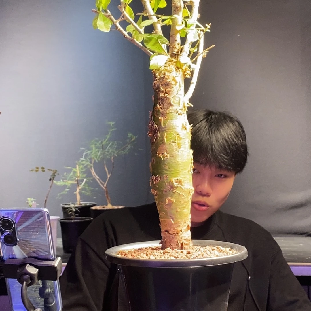 哈比西尼一个熟桩带盆