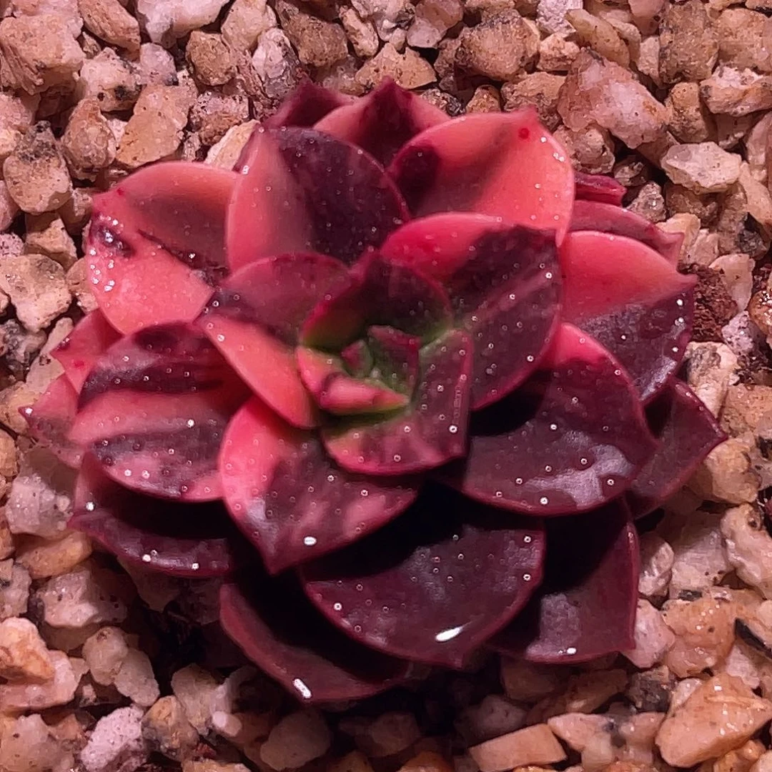 尚品园艺福利锦头盖8196