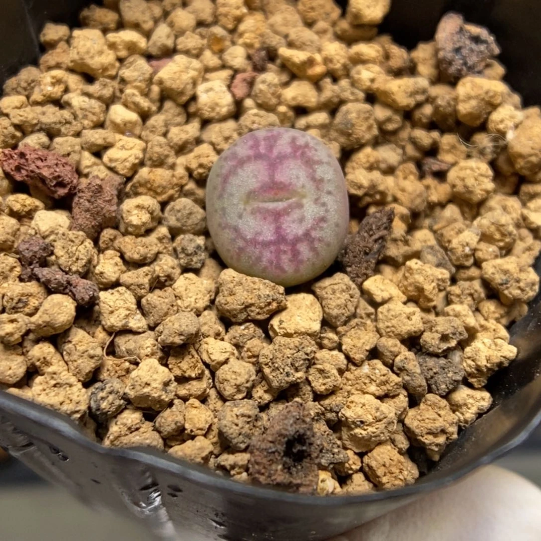 多肉植物肉锥杂交K-4886