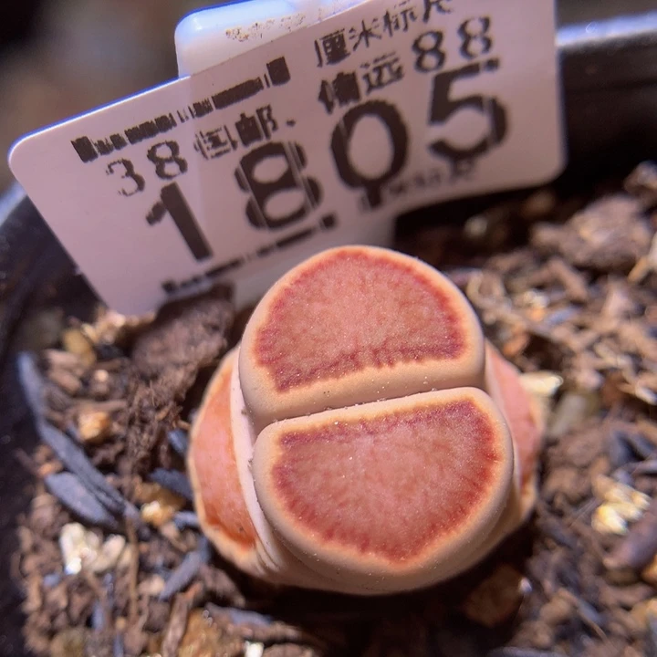 Sss精品生石花1805