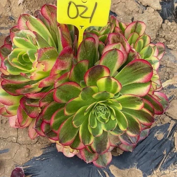 雾**花122312331奶白021号