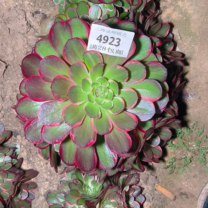 淡**笑4923粉花妖多肉植物