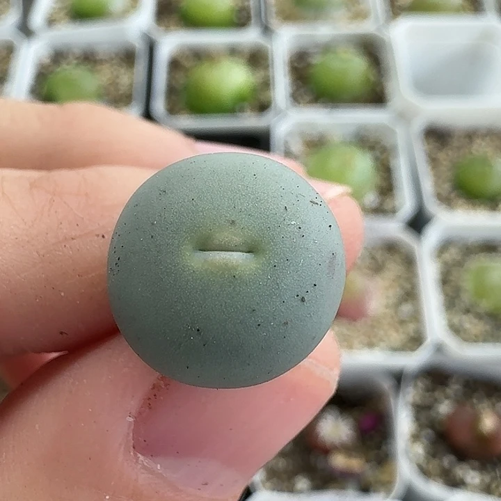 老马生石花433v嘴932