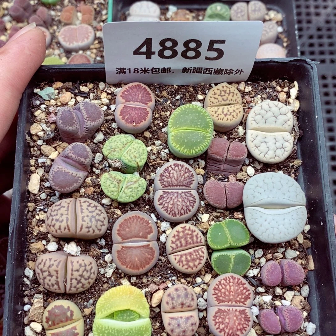 4885。