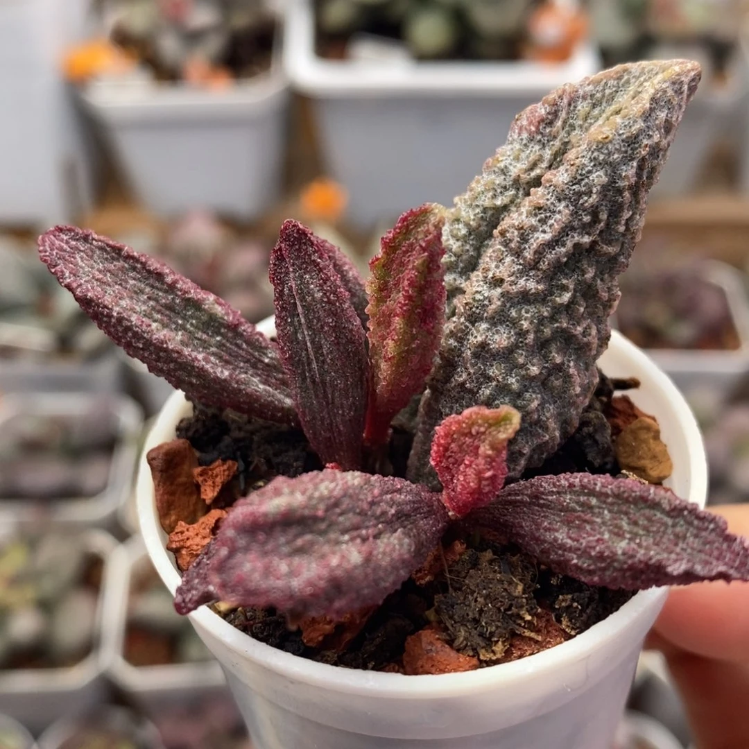 猪舌水泡多肉植物