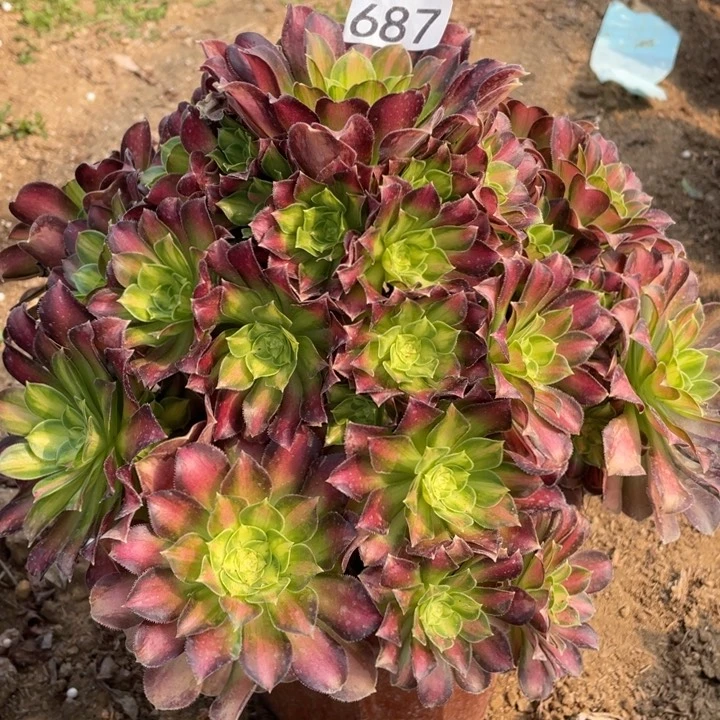 小**桐687多肉植物韶华
