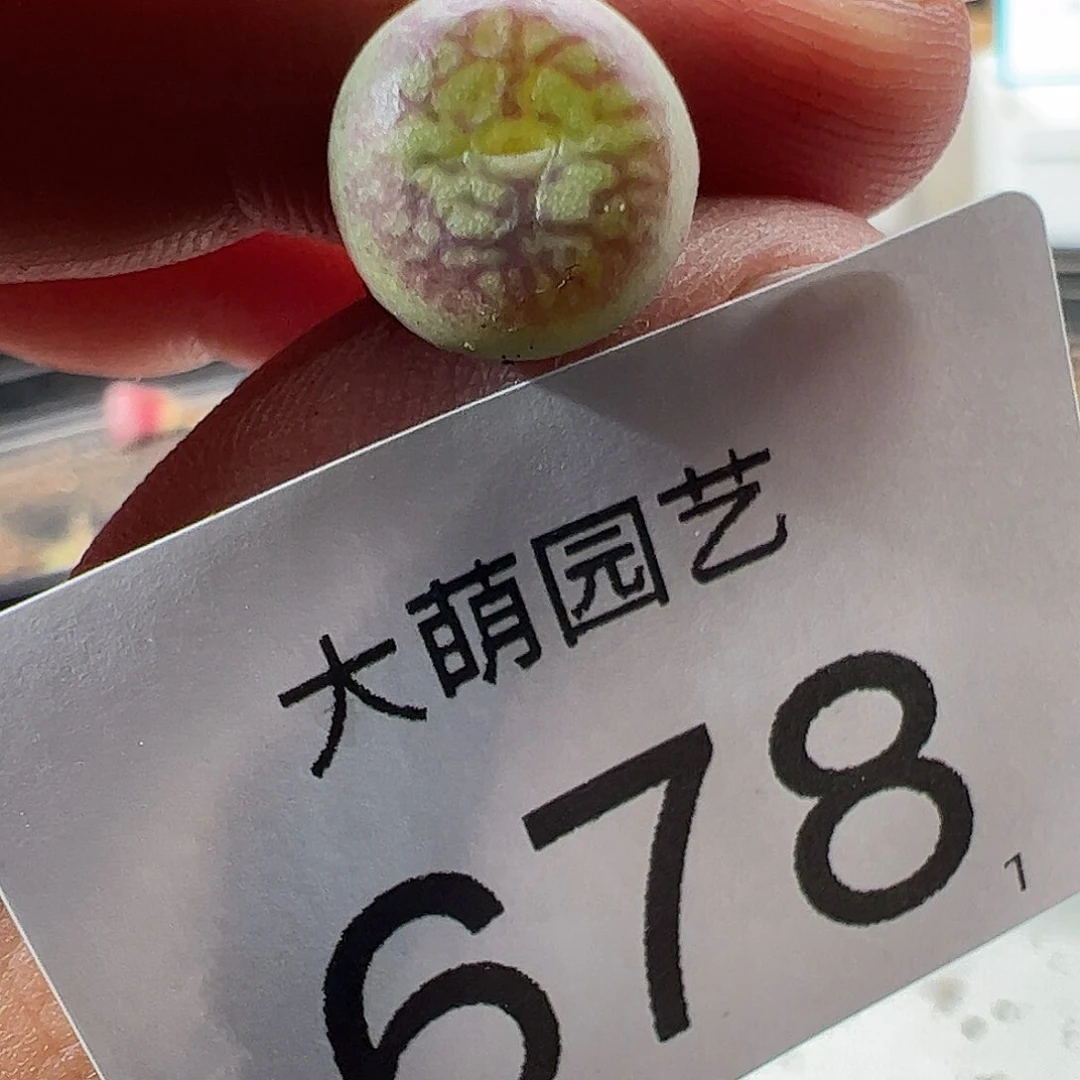 000678 一物一拍……