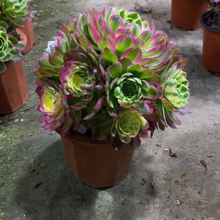 爱**水海王多肉植物904