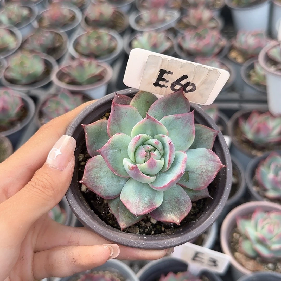 妄*惊鸿仙子E60多肉