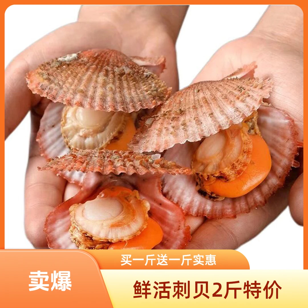 鲜活小红贝 刺贝 买1斤送1斤 到手2斤