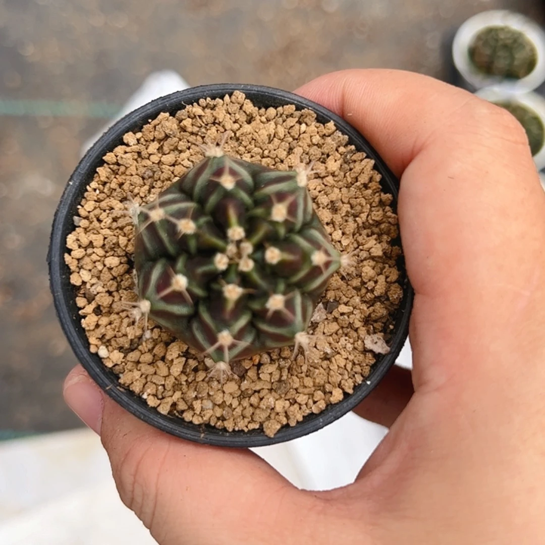 当前无花栽培后可以开花456