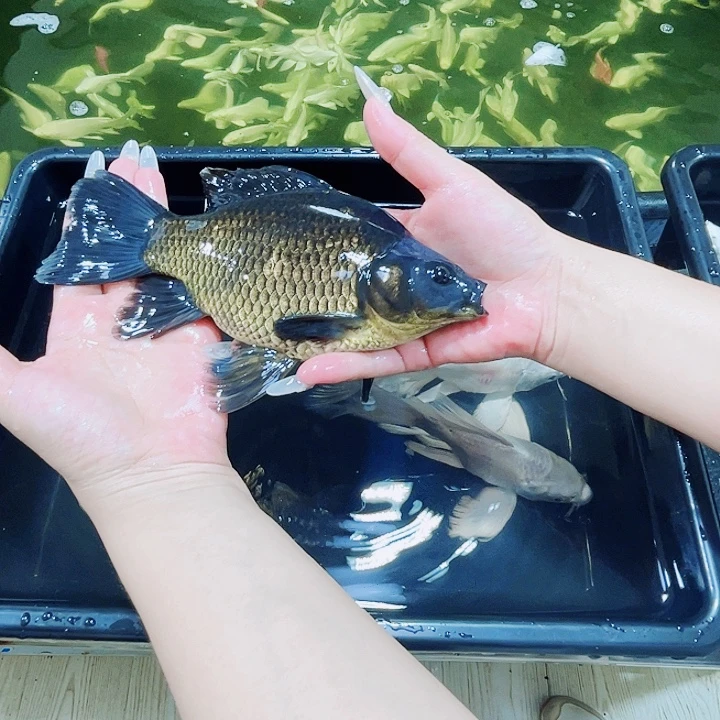 海水黑色蝴蝶里一物一拍