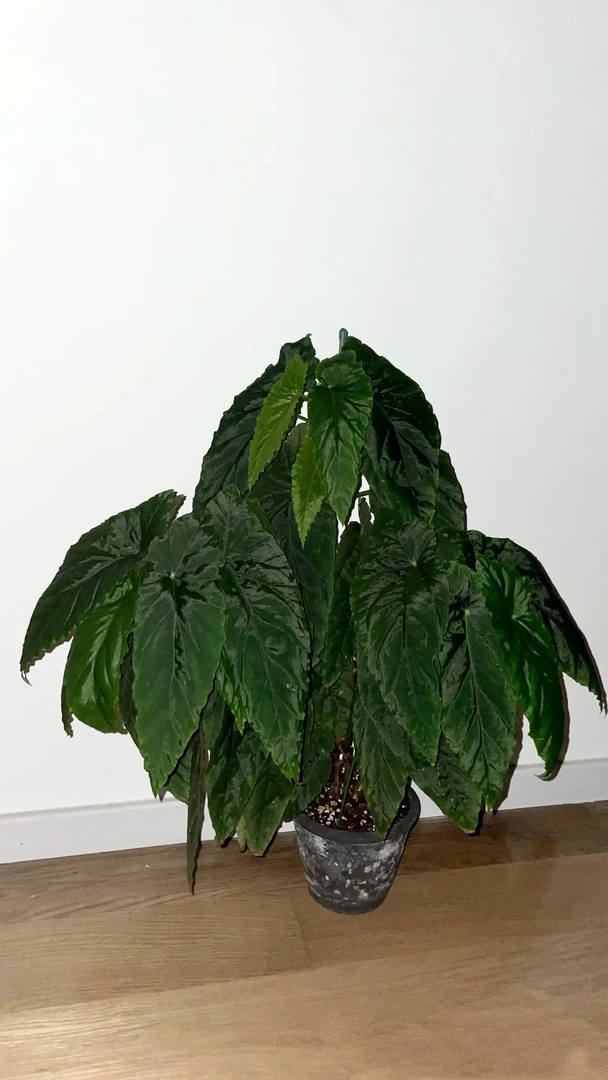 棱镜秋海棠室内绿植耐阴绿植高级观叶植物家居绿植好养绿植