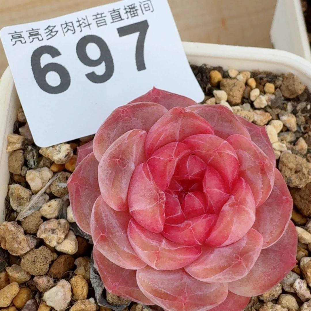 福利         精品多肉