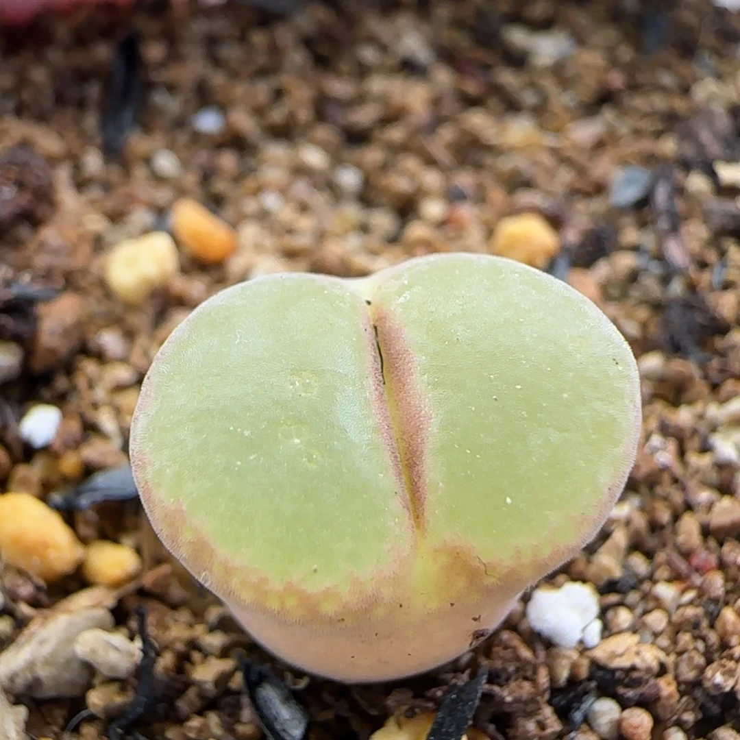 2.13.27/ 粉女/三年半