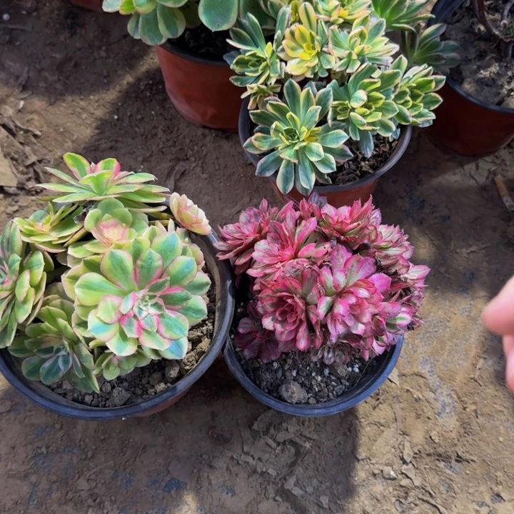 倾城➕白月光9.9。