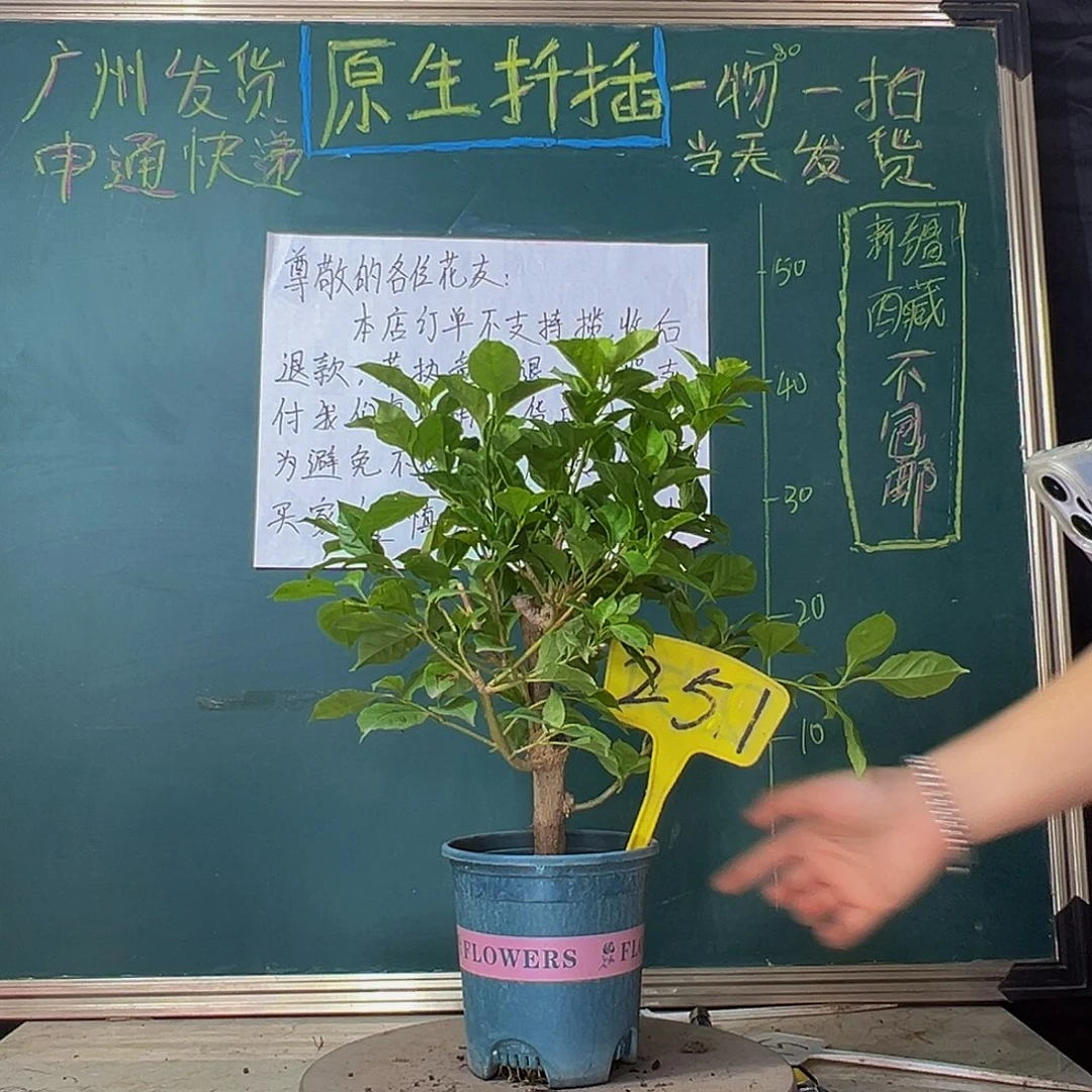 当前无花栽培后可以开花云南紫 251