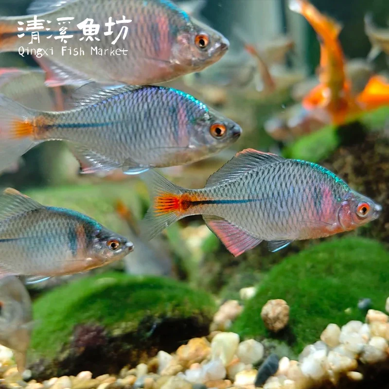 七彩高体鳑鲏鱼原生冷水观赏鱼冷水鱼观赏鱼