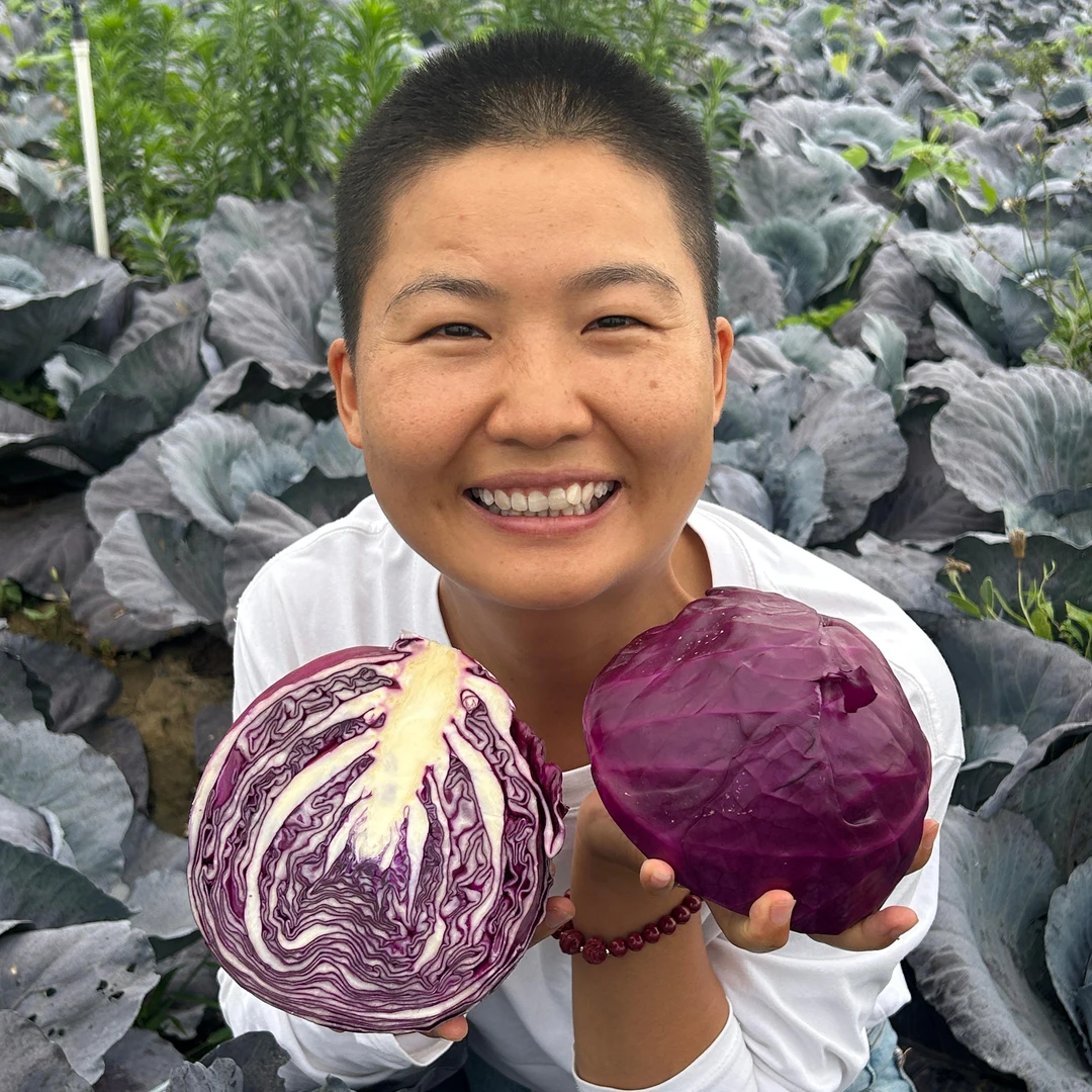 露天紫甘蓝产地直发新鲜紫包菜卷心菜紫色包菜沙拉蔬菜包菜