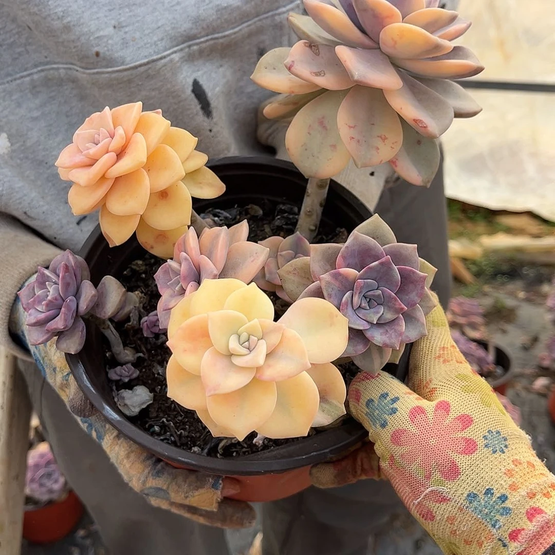 半***凉多肉植物紫乐景Z85