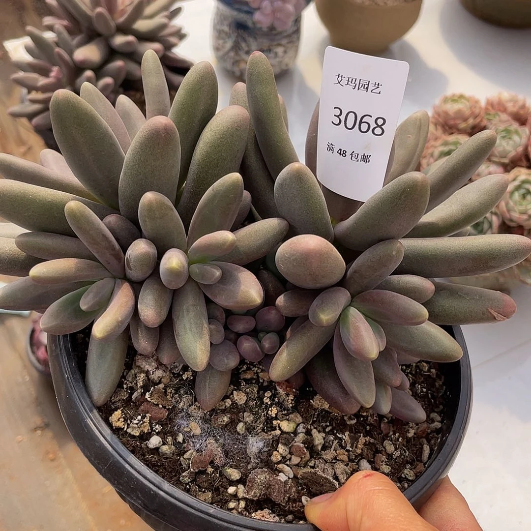 糖果美人068 多肉多肉多肉