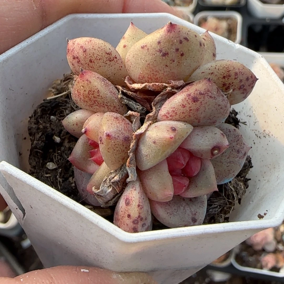 多肉小卡拉米糖心一物一拍