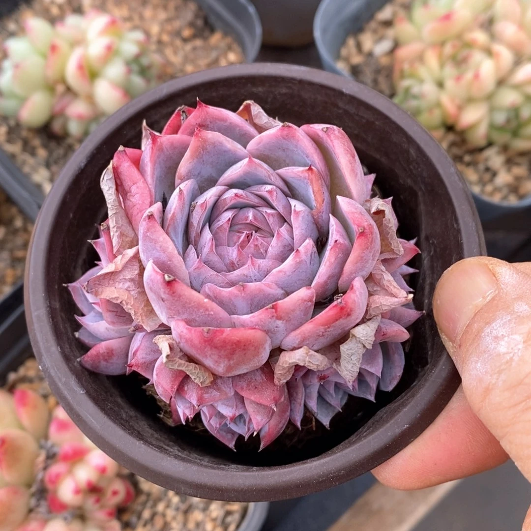 精品多肉一物一拍不包整66