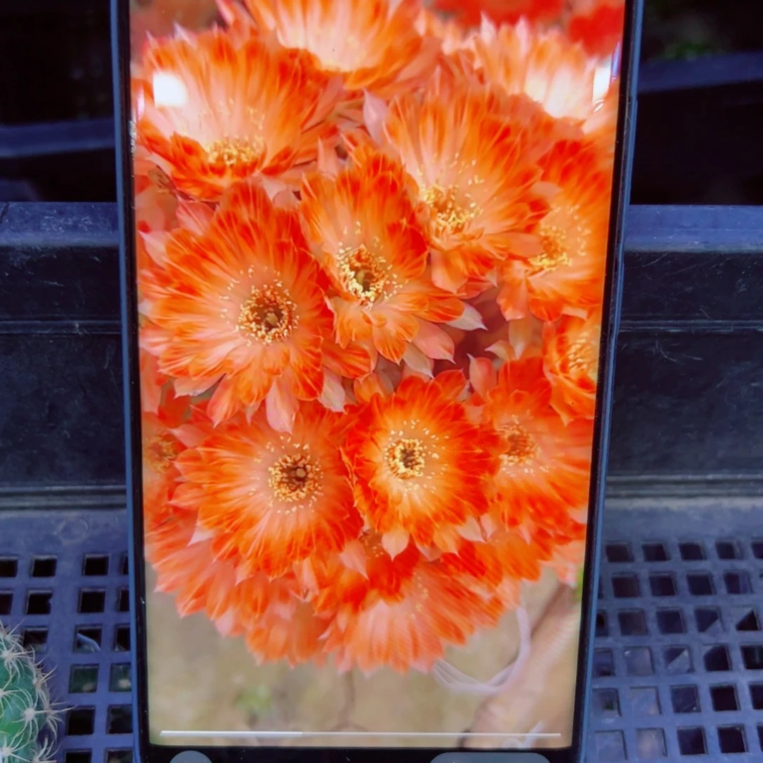 下7丽花30 歪无根侧芽3公分左右20包邮
