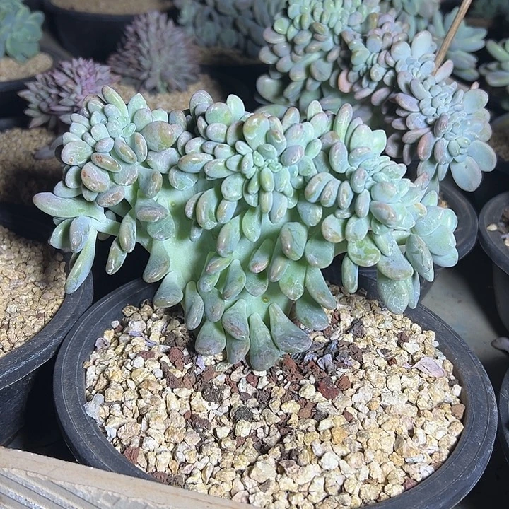 洛神群生缀化多肉