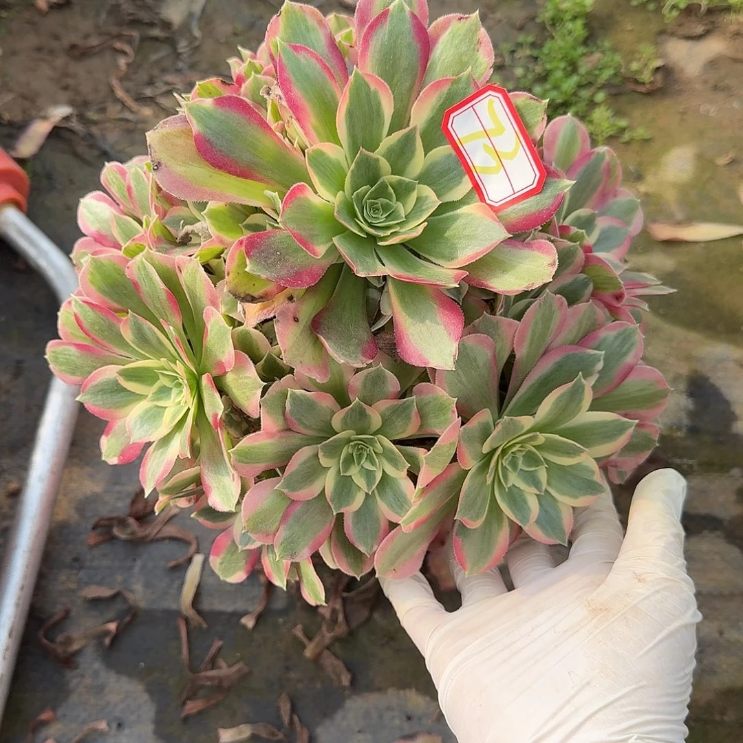 多肉植物布加迪73号