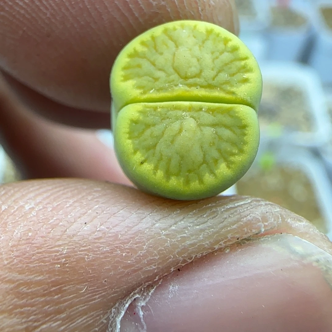 129 生石花大棚直播