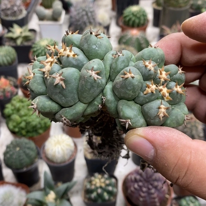 双头短豪刺象牙特价