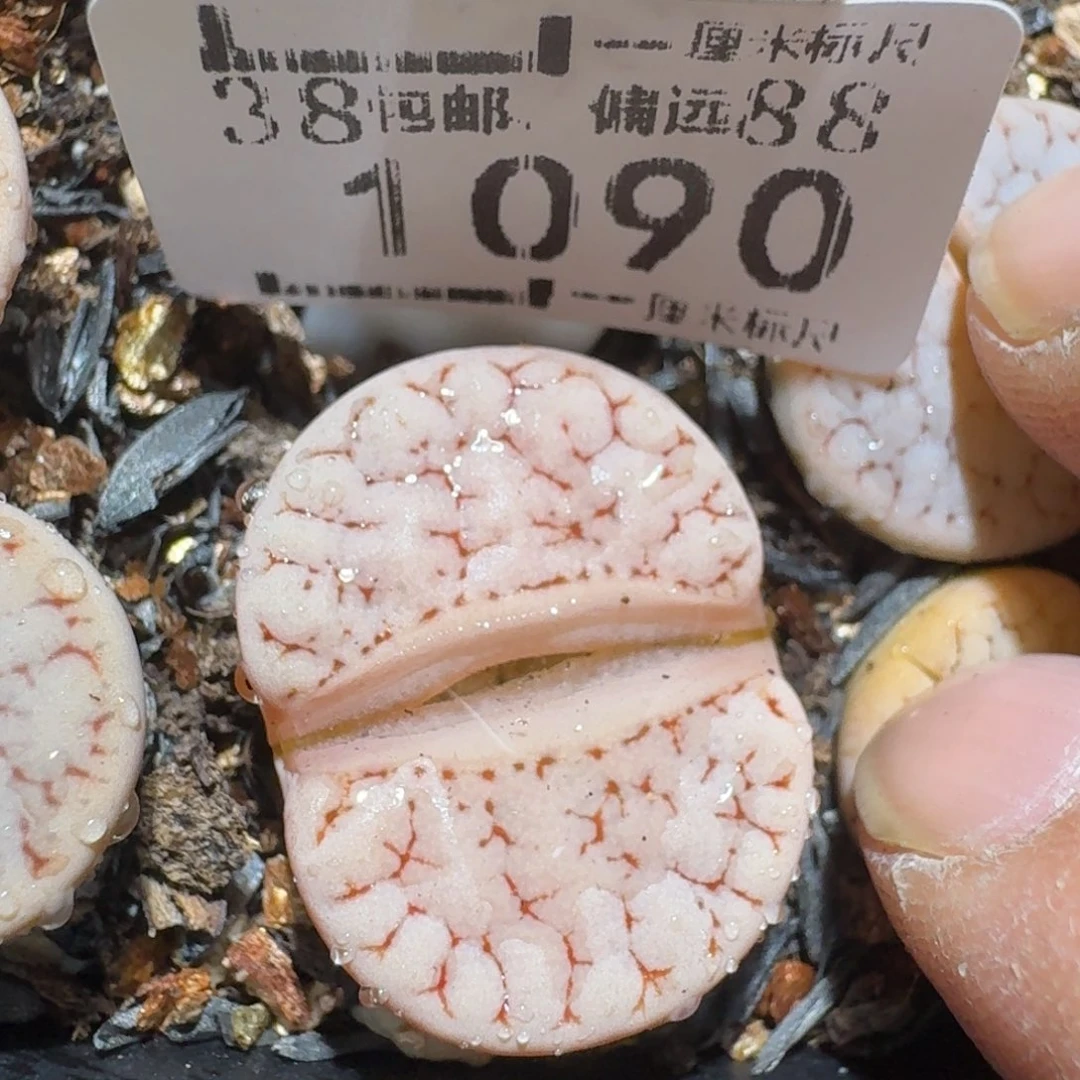 zzz好货也清仓1090